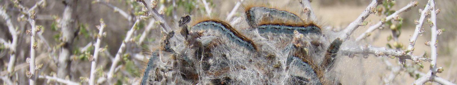 cropped-Western_tent_caterpillars_Malacosoma_californicum_in_Joshua_Tree_NP.jpg