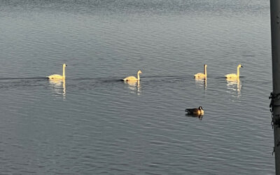 Swimmers Itch Committee Formed
