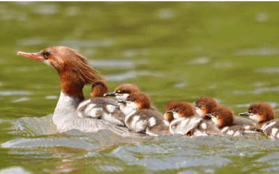 Reducing Impact of Mergansers on Swimmers Itch